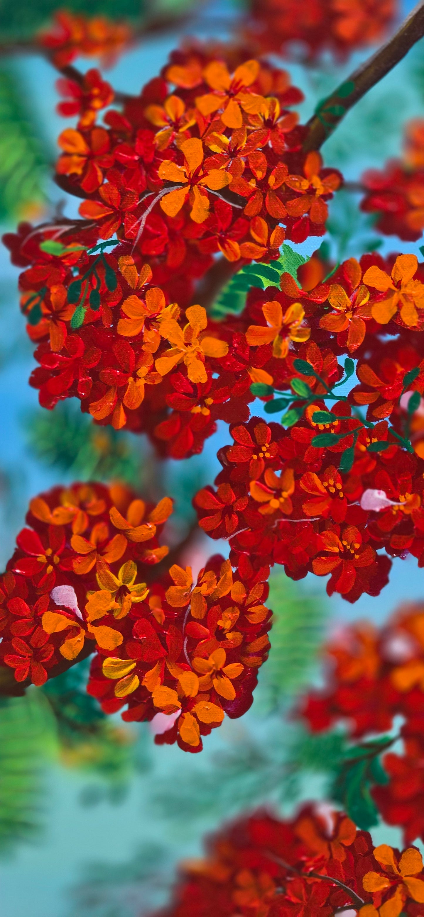 Gulmohar